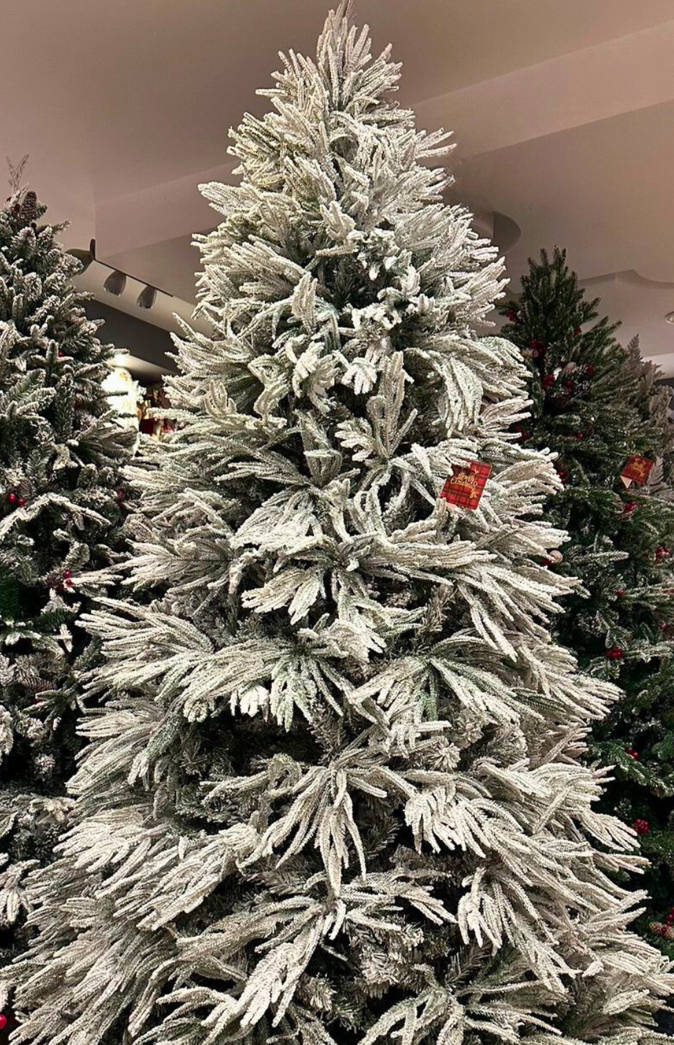Arctic Snow Fir