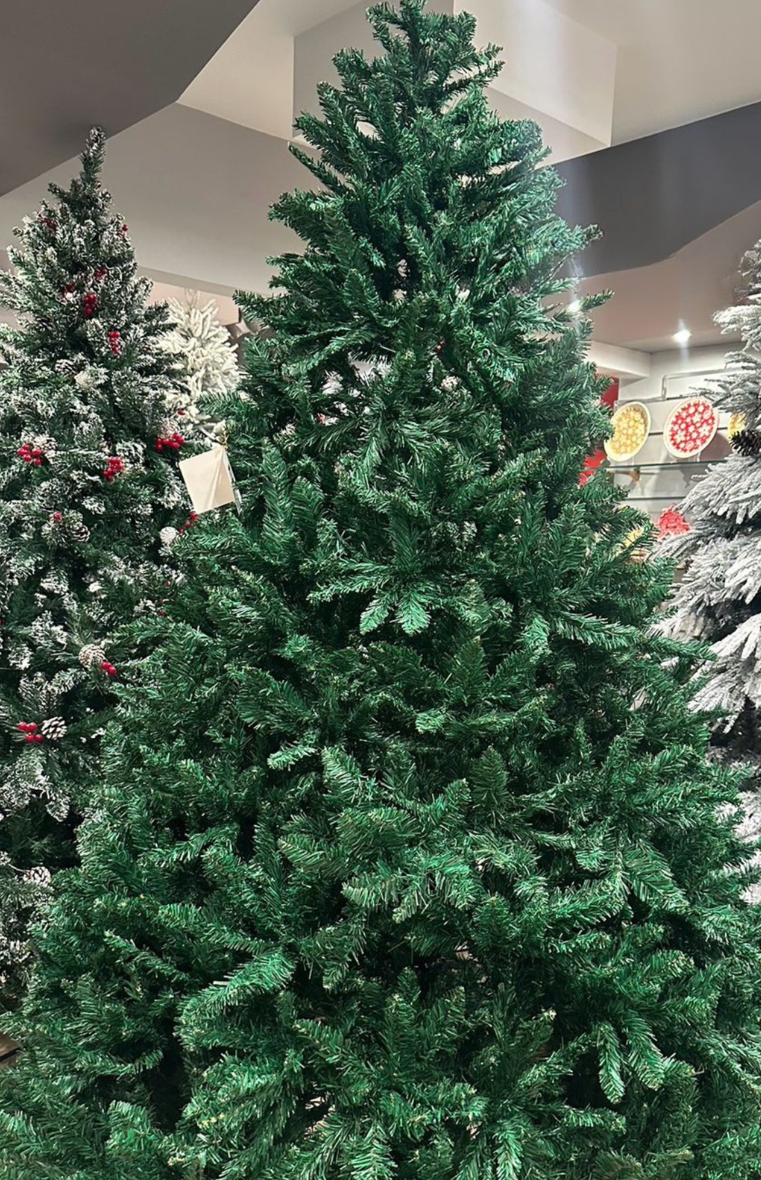 Classic Evergreen Tree