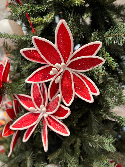 Red And White Poinsettia