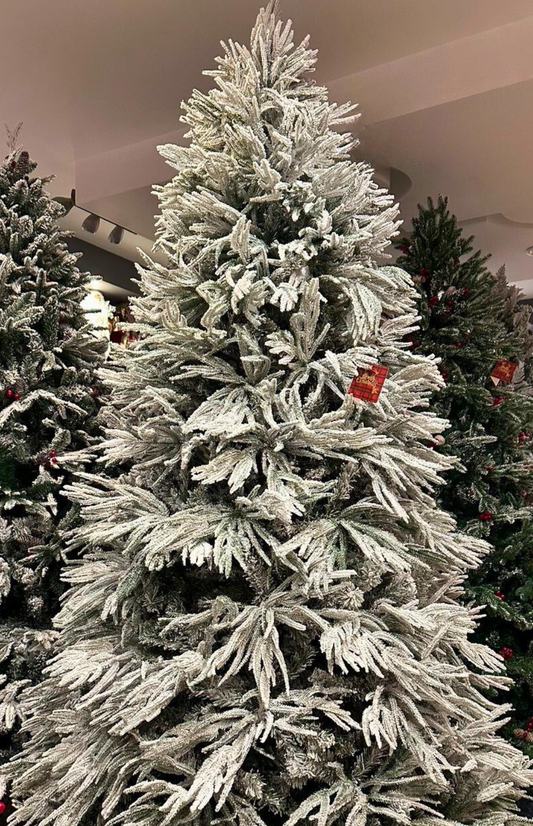 Arctic Snow Fir