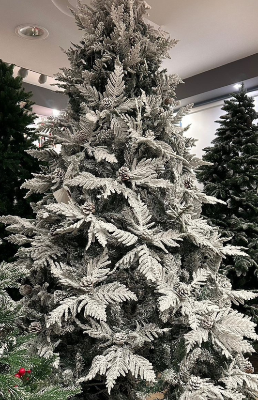 Frosted Noble Pine